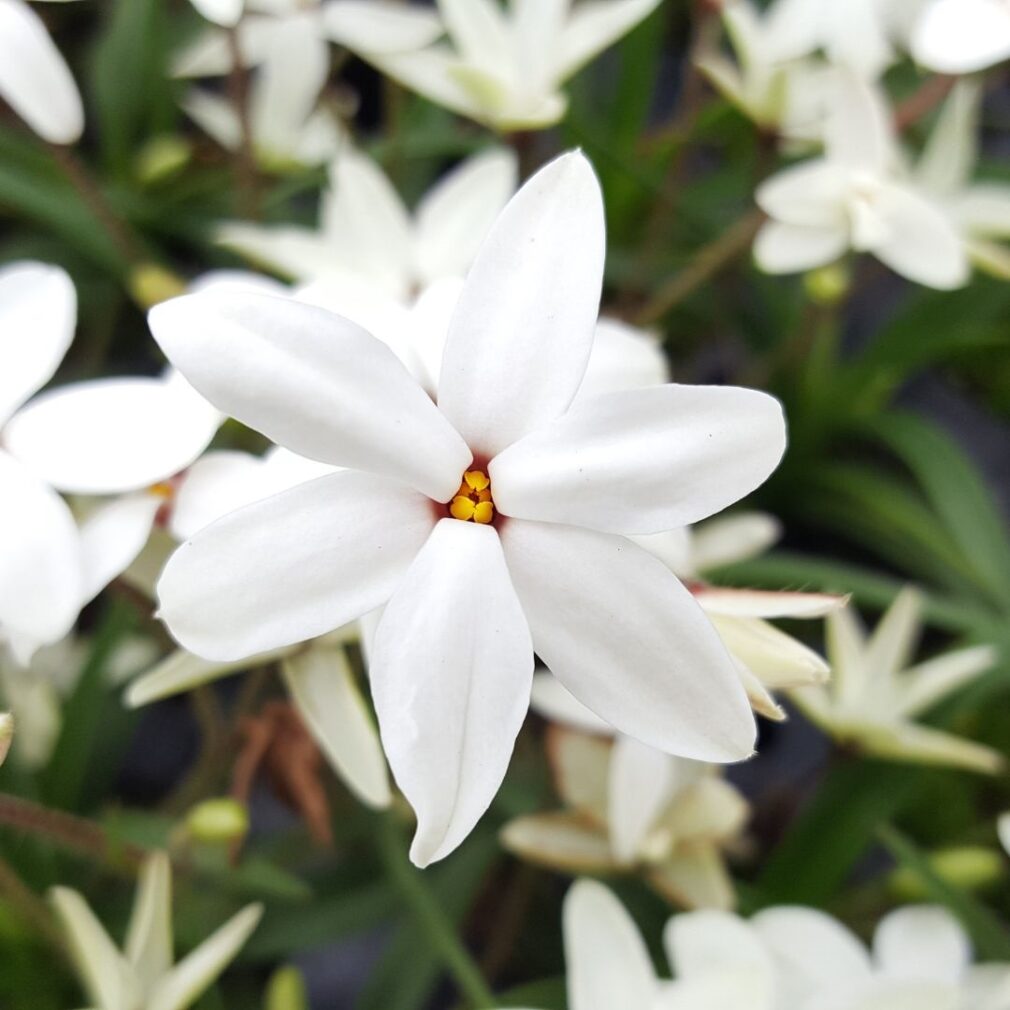 Rhodoxis 'Fairy Snow' (Sterretjesgras)