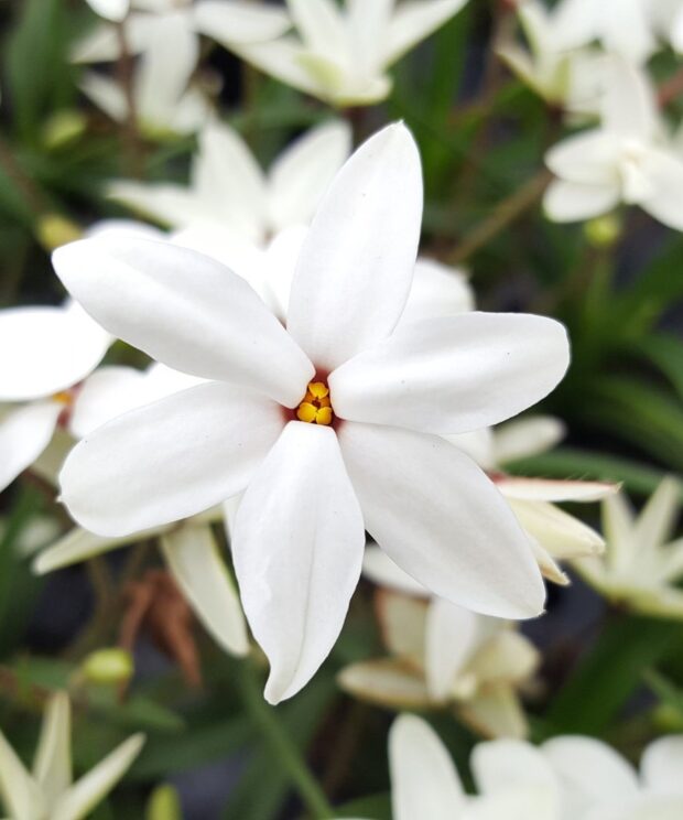 Rhodoxis 'Fairy Snow' (Sterretjesgras)