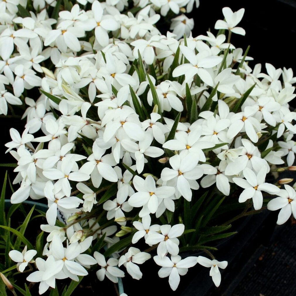 Rhodoxis 'Fairy Snow' (Sterretjesgras)