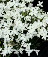Rhodoxis 'Fairy Snow' (Sterretjesgras)