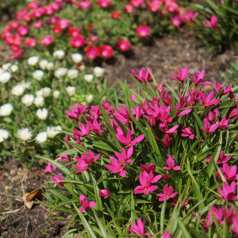 Rhodoxis 'Fairy Tale' (Sterretjesgras)