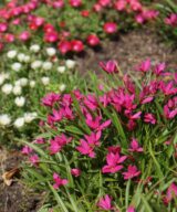 Rhodoxis 'Fairy Tale' (Sterretjesgras)
