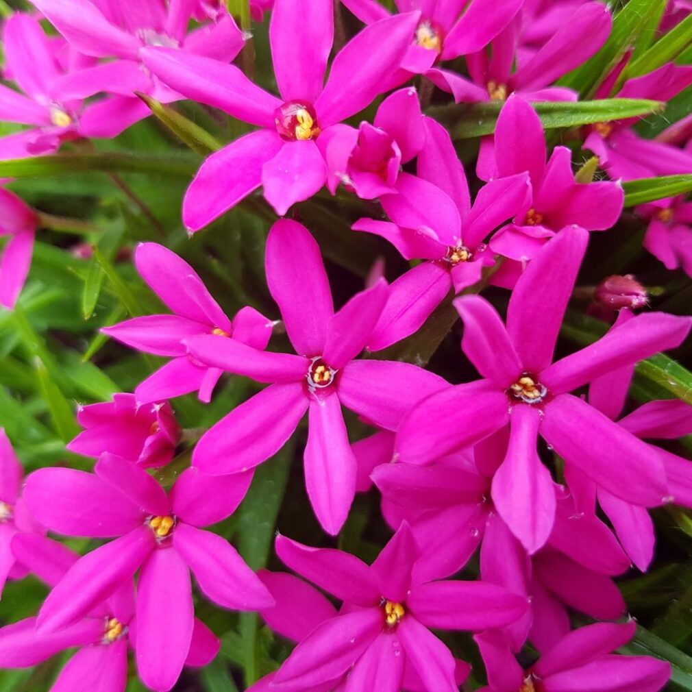 Rhodoxis 'Fairy Tale' (Sterretjesgras)