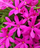 Rhodoxis 'Fairy Tale' (Sterretjesgras)