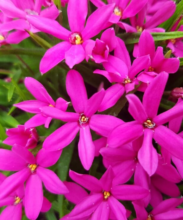 Rhodoxis 'Fairy Tale' (Sterretjesgras)