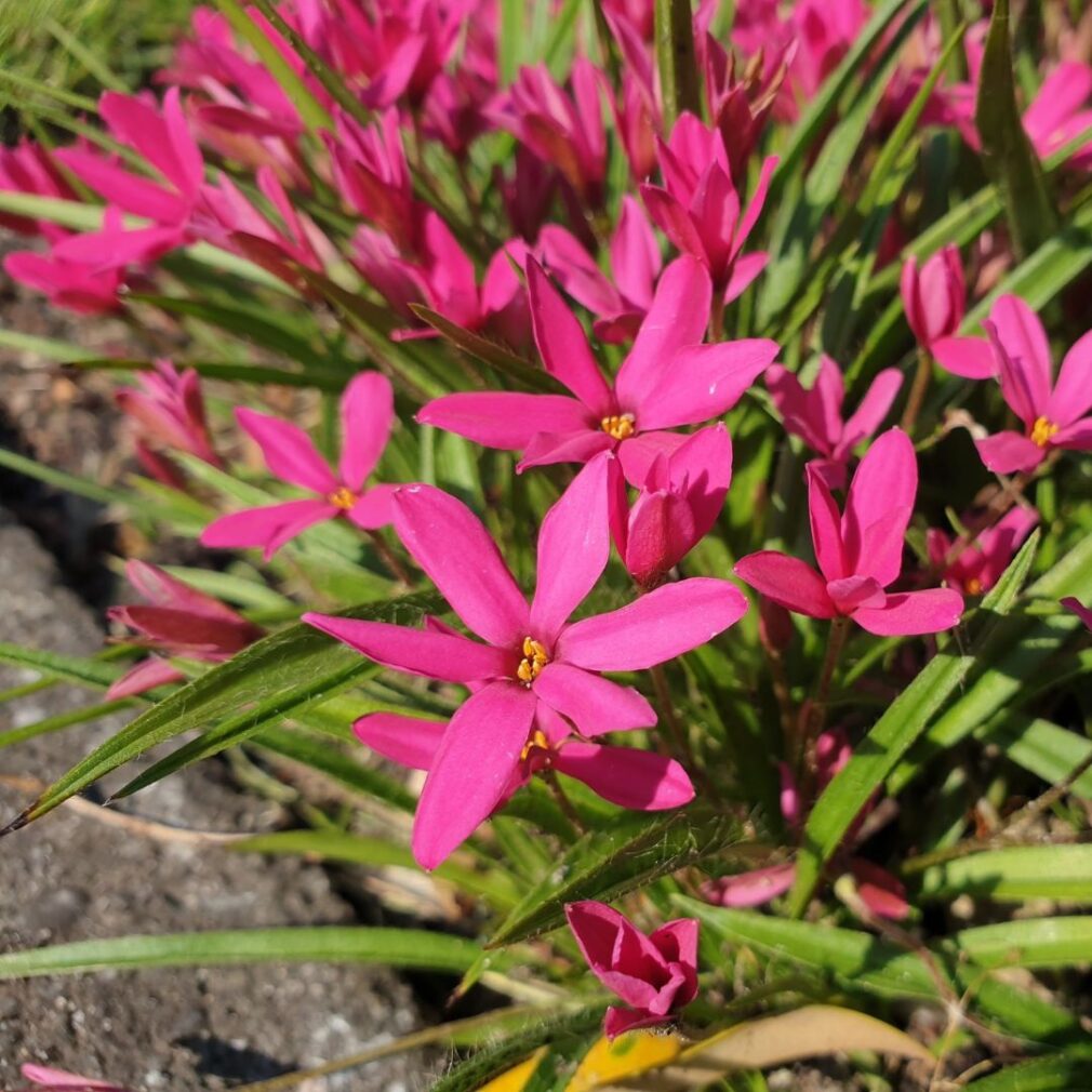 Rhodoxis 'Fairy Tale' (Sterretjesgras)