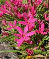 Rhodoxis 'Fairy Tale' (Sterretjesgras)