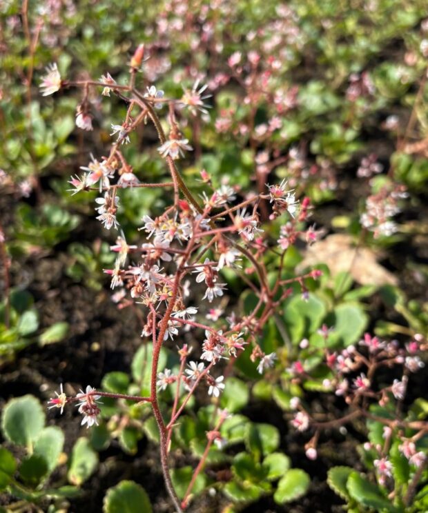 Saxifraga urbium (Steenbreek)