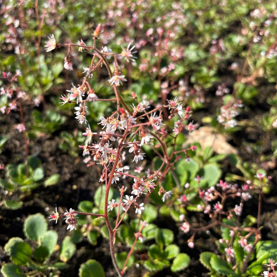 Saxifraga urbium (Steenbreek)
