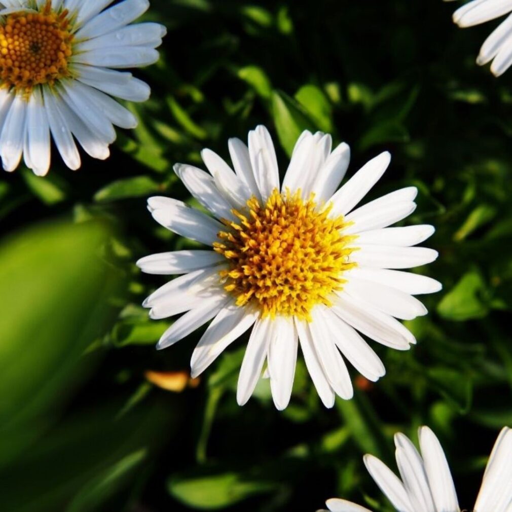 Aster ageratoides 'Ashvi' (Herfstaster)