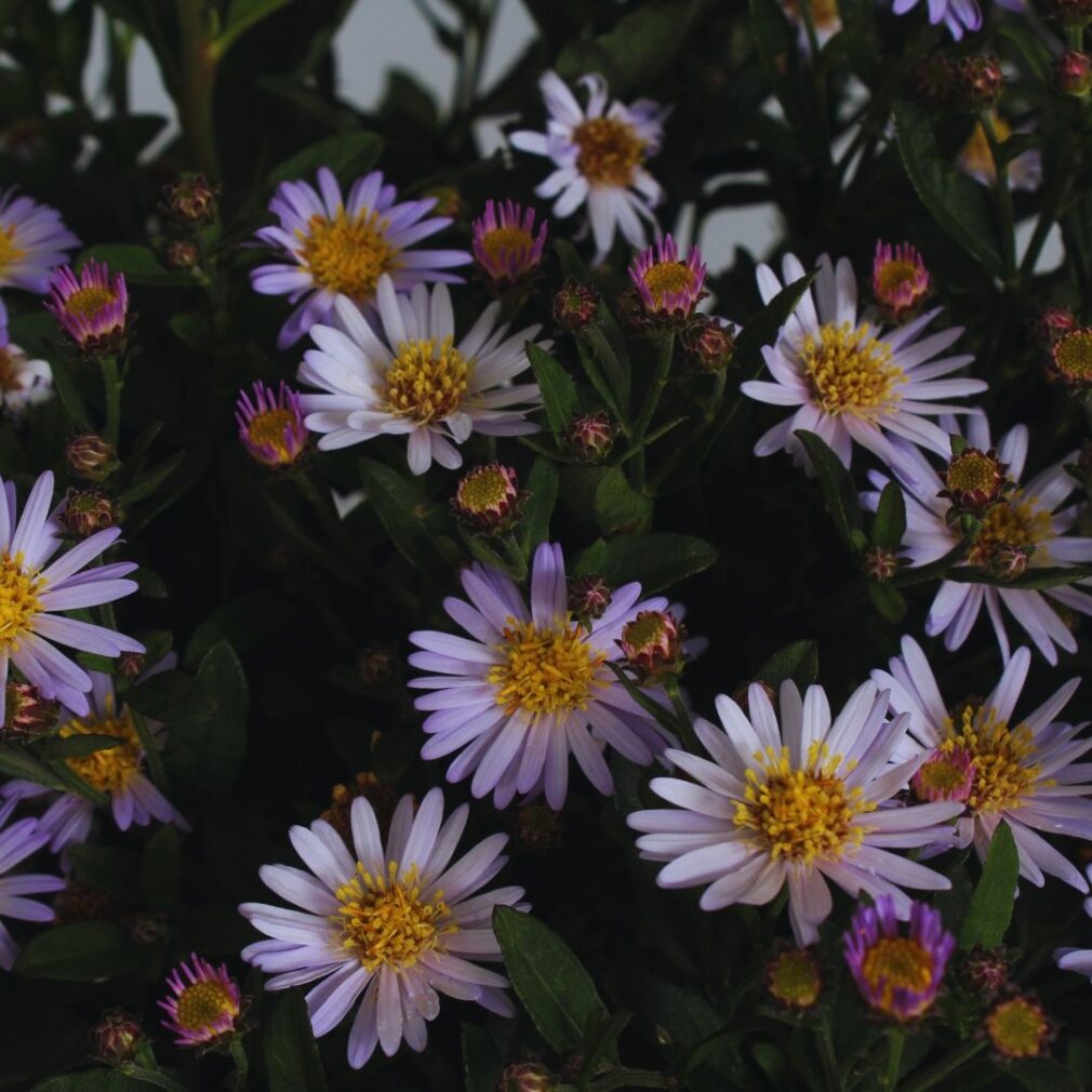 Aster ageratoides 'Stardust' (Herfstaster)