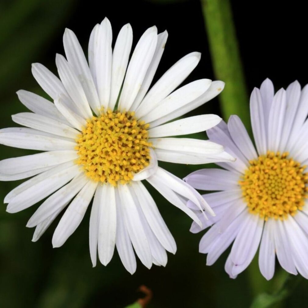 Aster alpinus 'Albus' (Alpenaster)