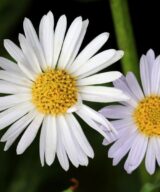 Aster alpinus 'Albus' (Alpenaster)