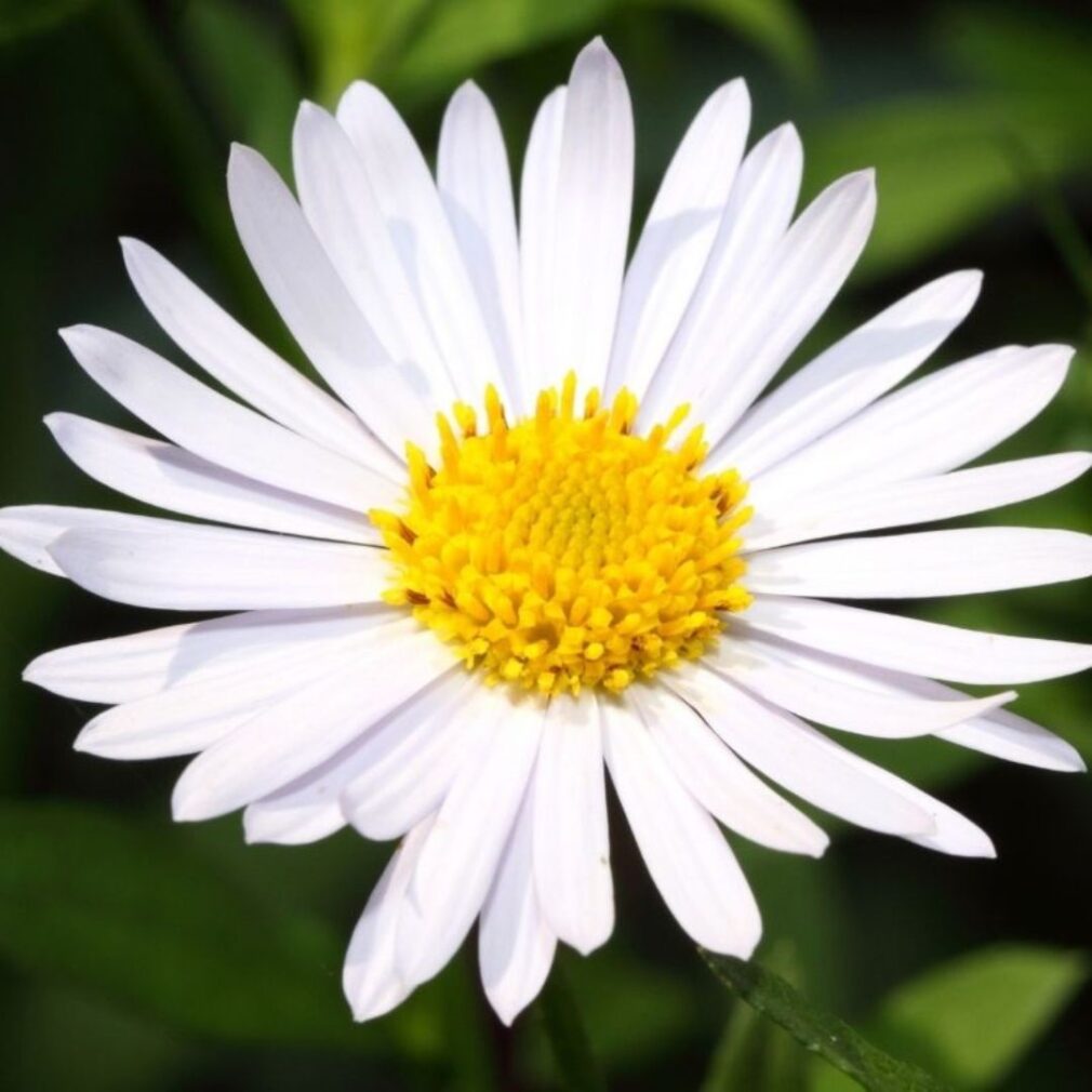 Aster alpinus 'Albus' (Alpenaster)