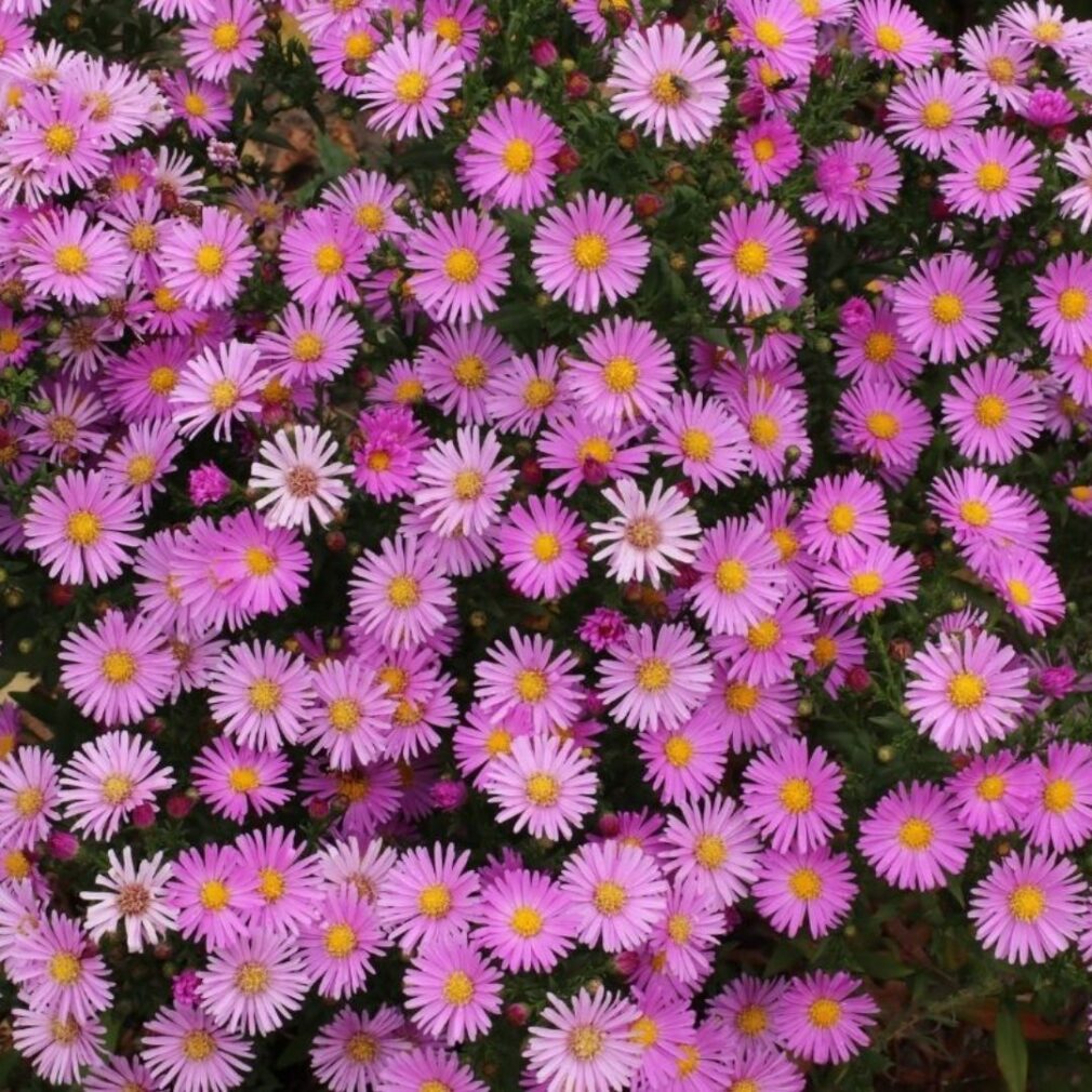 Aster dumosus 'Peter Harrison' (Herfstaster)