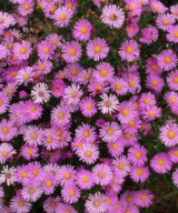 Aster dumosus 'Peter Harrison' (Herfstaster)