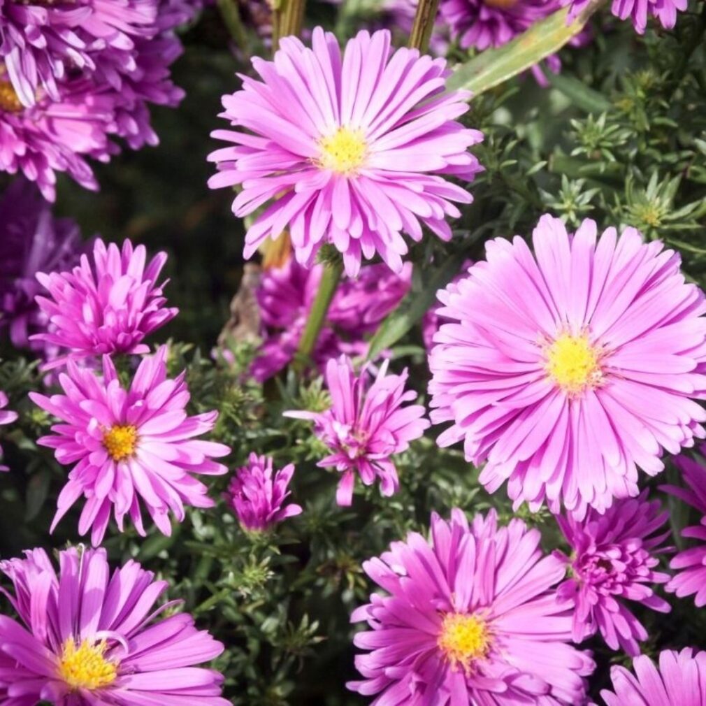 Aster dumosus 'Peter Harrison' (Herfstaster)