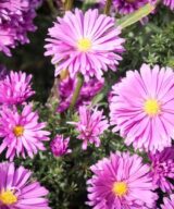 Aster dumosus 'Peter Harrison' (Herfstaster)