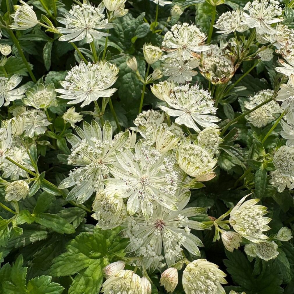 Astrantia major 'Superstar' (Zeeuws Knoopje)
