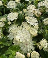 Astrantia major 'Superstar' (Zeeuws Knoopje)