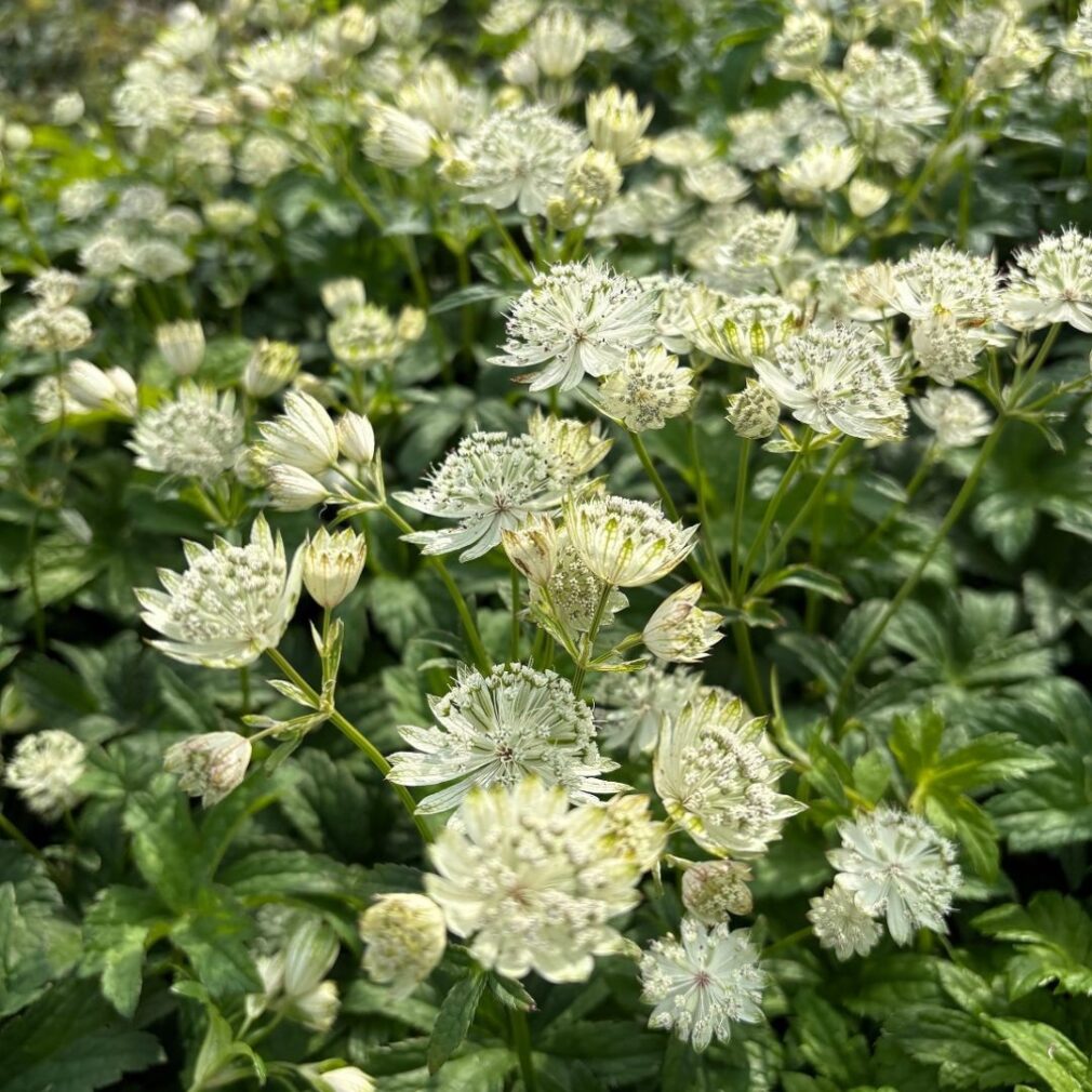 Astrantia major 'Superstar' (Zeeuws Knoopje)