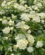 Astrantia major 'Superstar' (Zeeuws Knoopje)