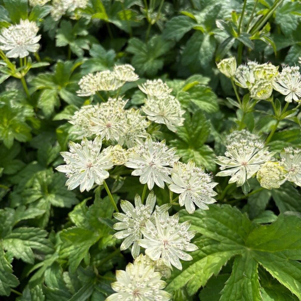 Astrantia major 'Superstar' (Zeeuws Knoopje)