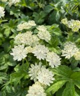 Astrantia major 'Superstar' (Zeeuws Knoopje)