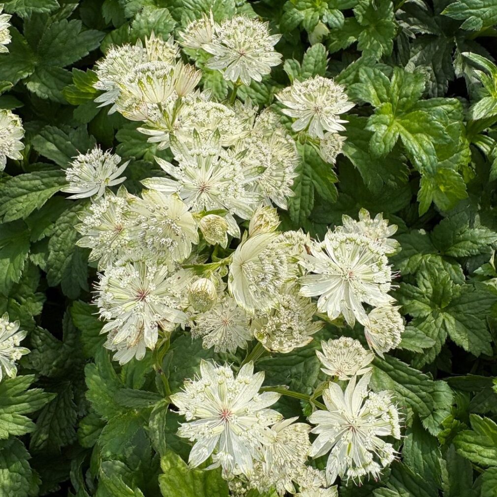 Astrantia major 'Superstar' (Zeeuws Knoopje)