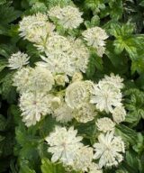 Astrantia major 'Superstar' (Zeeuws Knoopje)