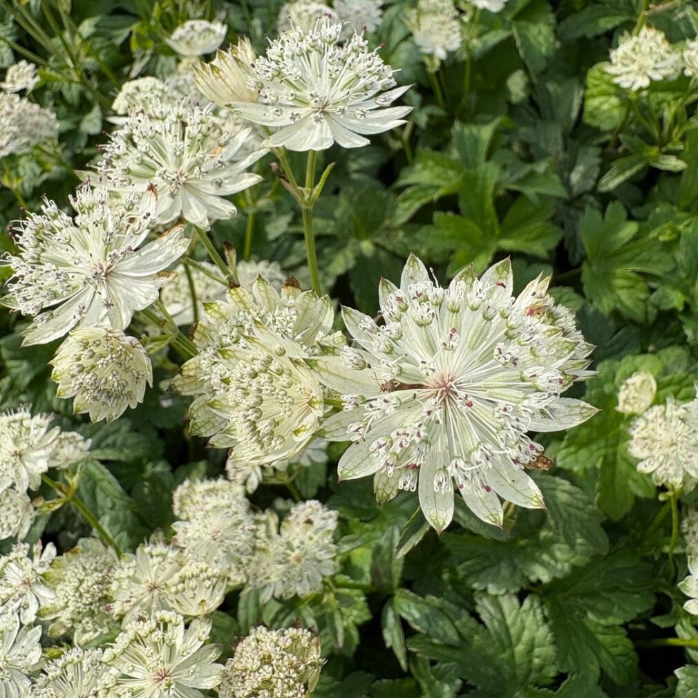 Astrantia major 'Superstar' (Zeeuws Knoopje)