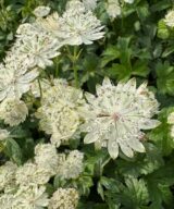 Astrantia major 'Superstar' (Zeeuws Knoopje)