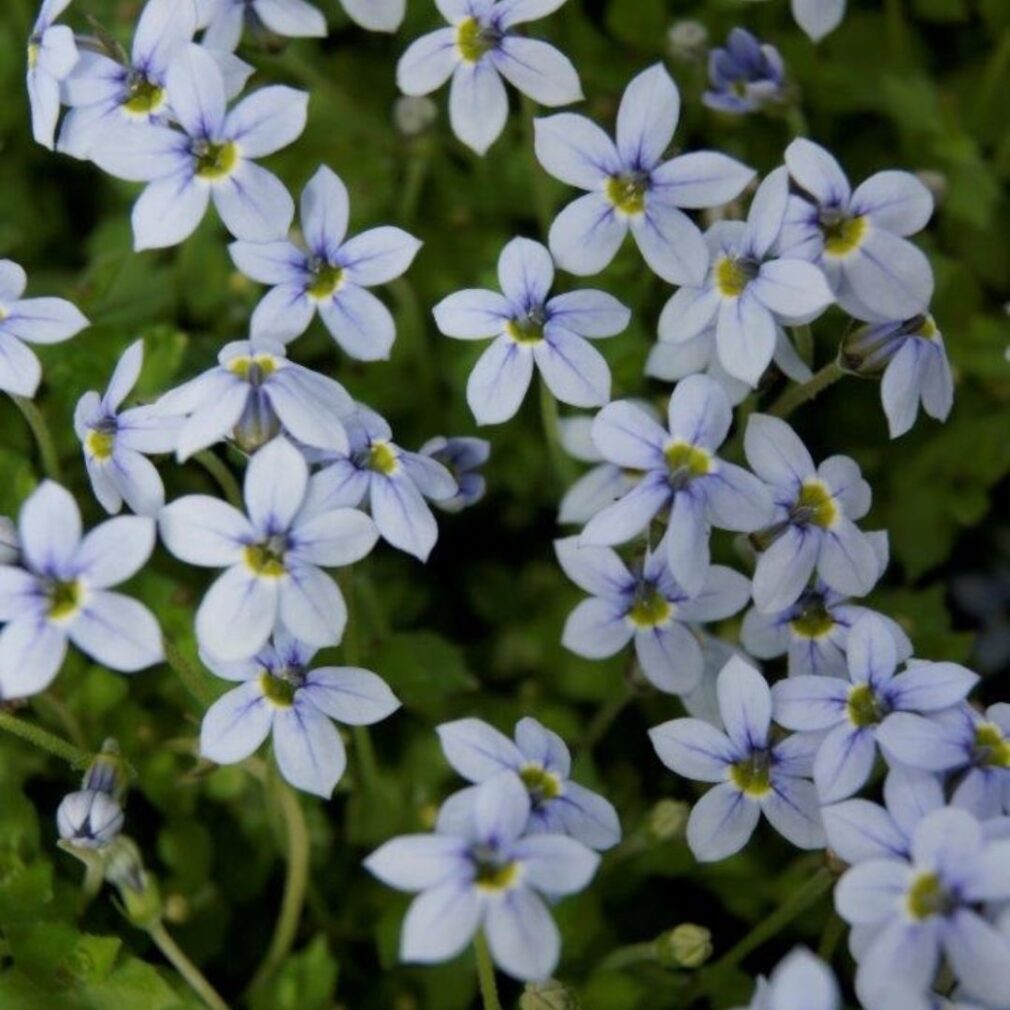 Isotoma fluviatilis (Blauwe Grondkruiper)