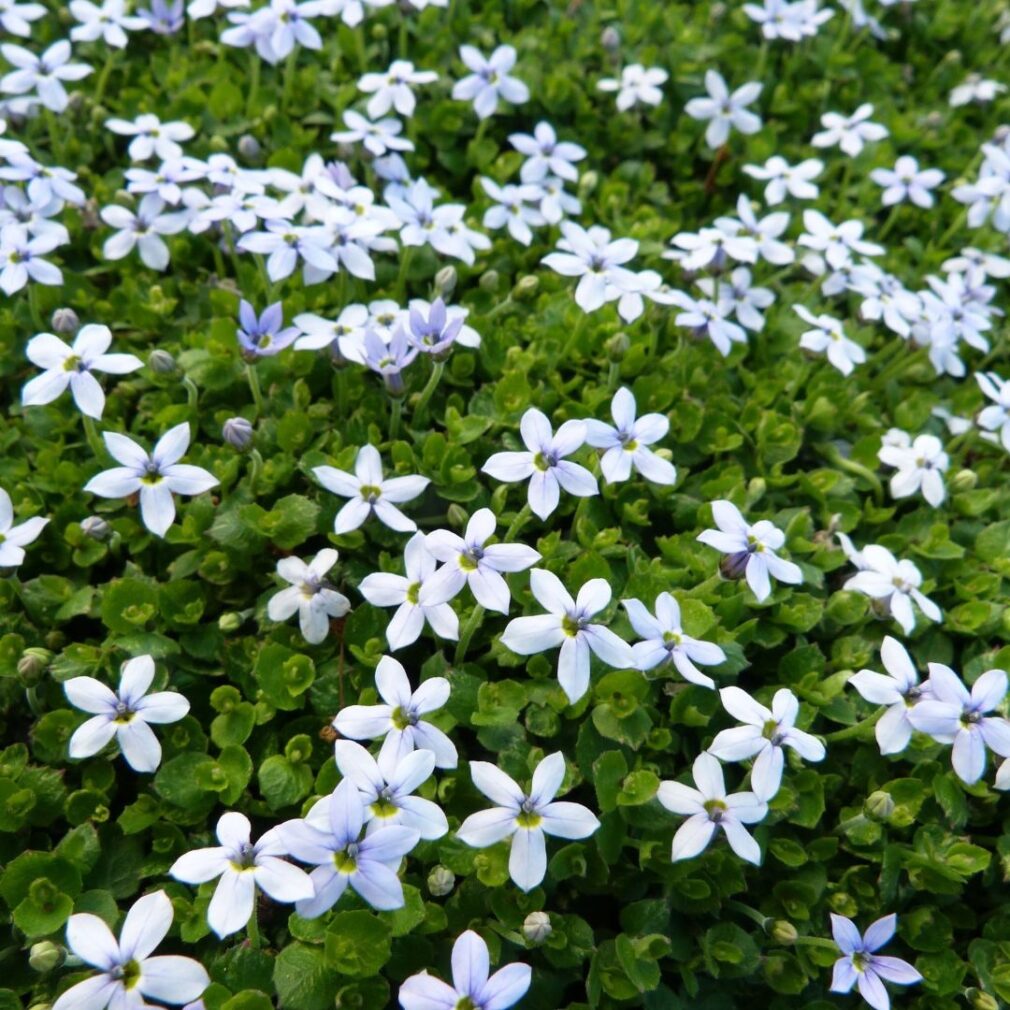 Isotoma fluviatilis (Blauwe Grondkruiper)