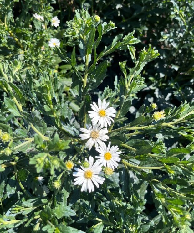 Aster ageratoides 'Ashvi' (Herfstaster)