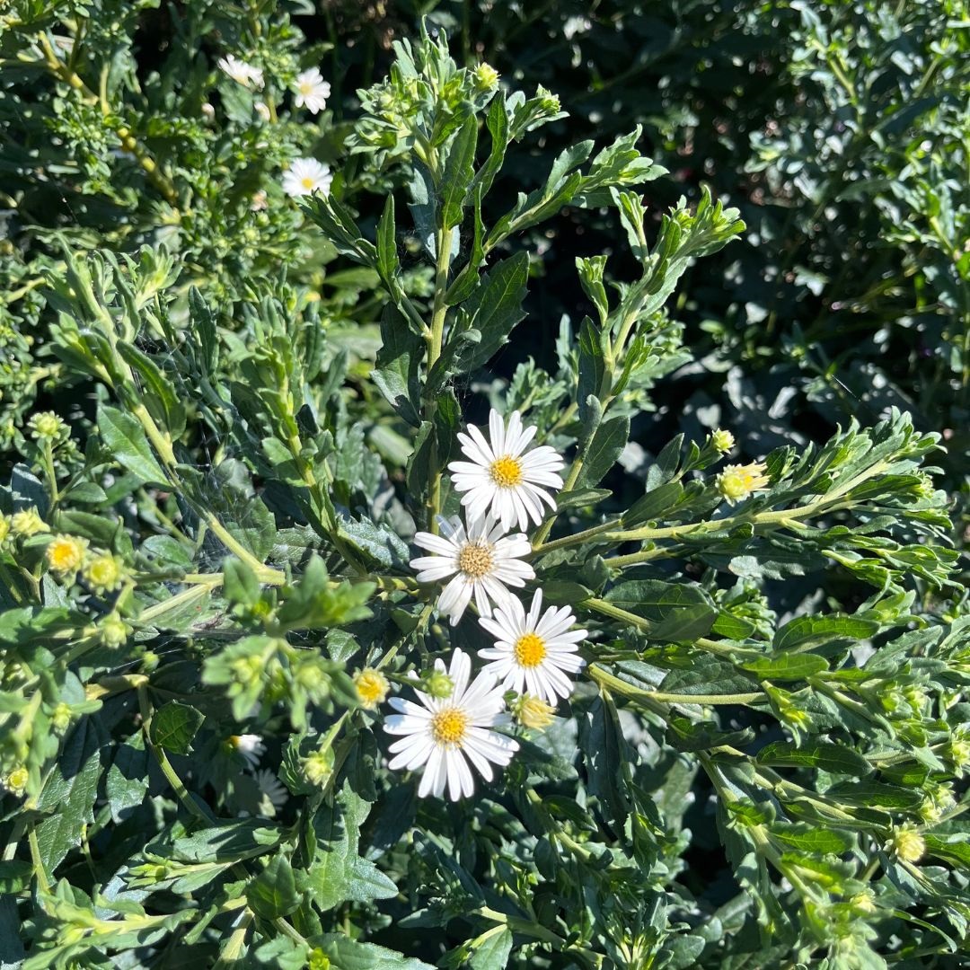 Aster ageratoides 'Ashvi' (Herfstaster)