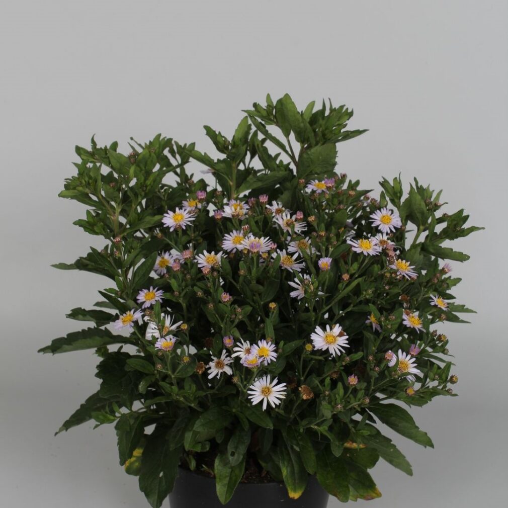 Aster ageratoides 'Stardust' (Herfstaster)
