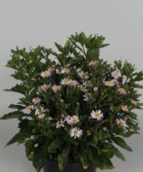 Aster ageratoides 'Stardust' (Herfstaster)