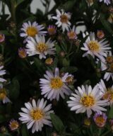 Aster ageratoides 'Stardust' (Herfstaster)