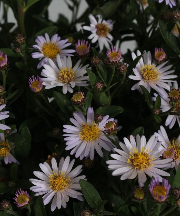 Aster ageratoides 'Stardust' (Herfstaster)