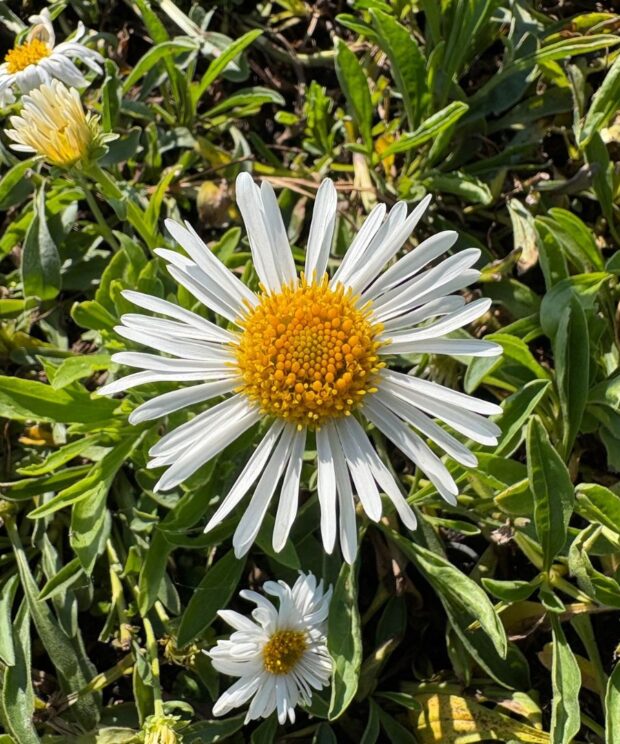 Aster alpinus 'Albus' (Alpenaster)