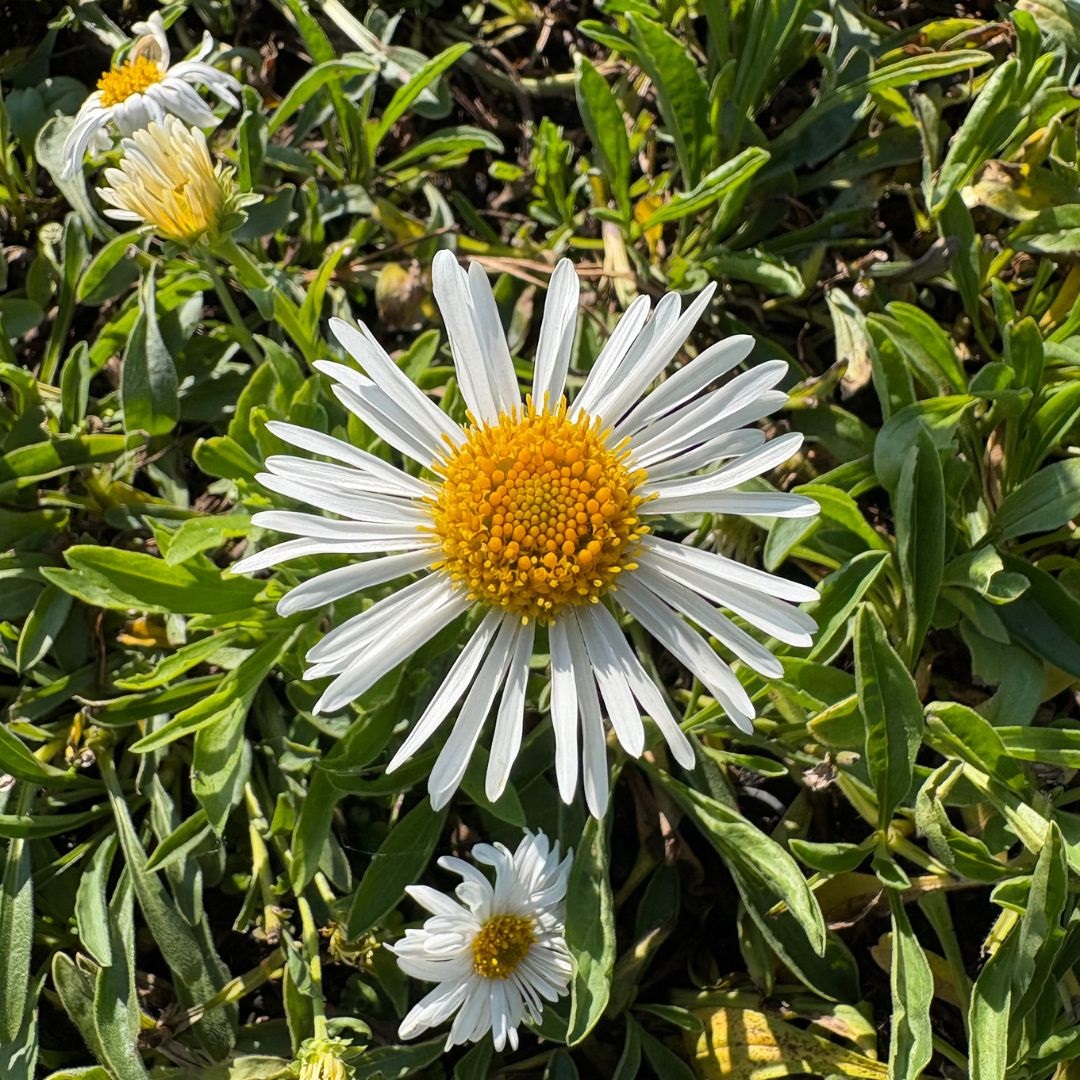 Aster alpinus 'Albus' (Alpenaster)