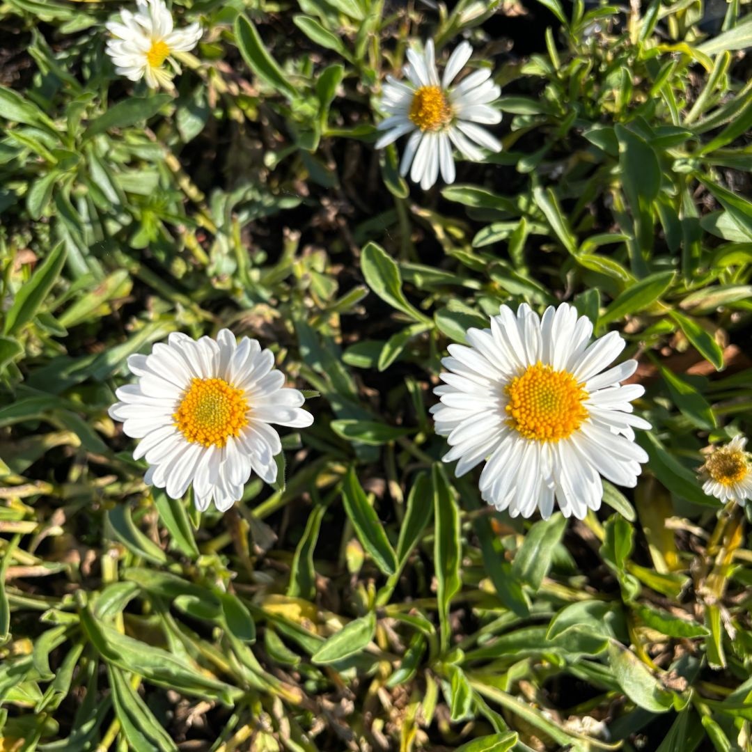 Aster alpinus 'Albus' (Alpenaster)
