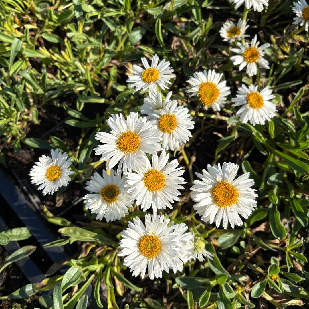 Aster alpinus 'Albus' (Alpenaster)