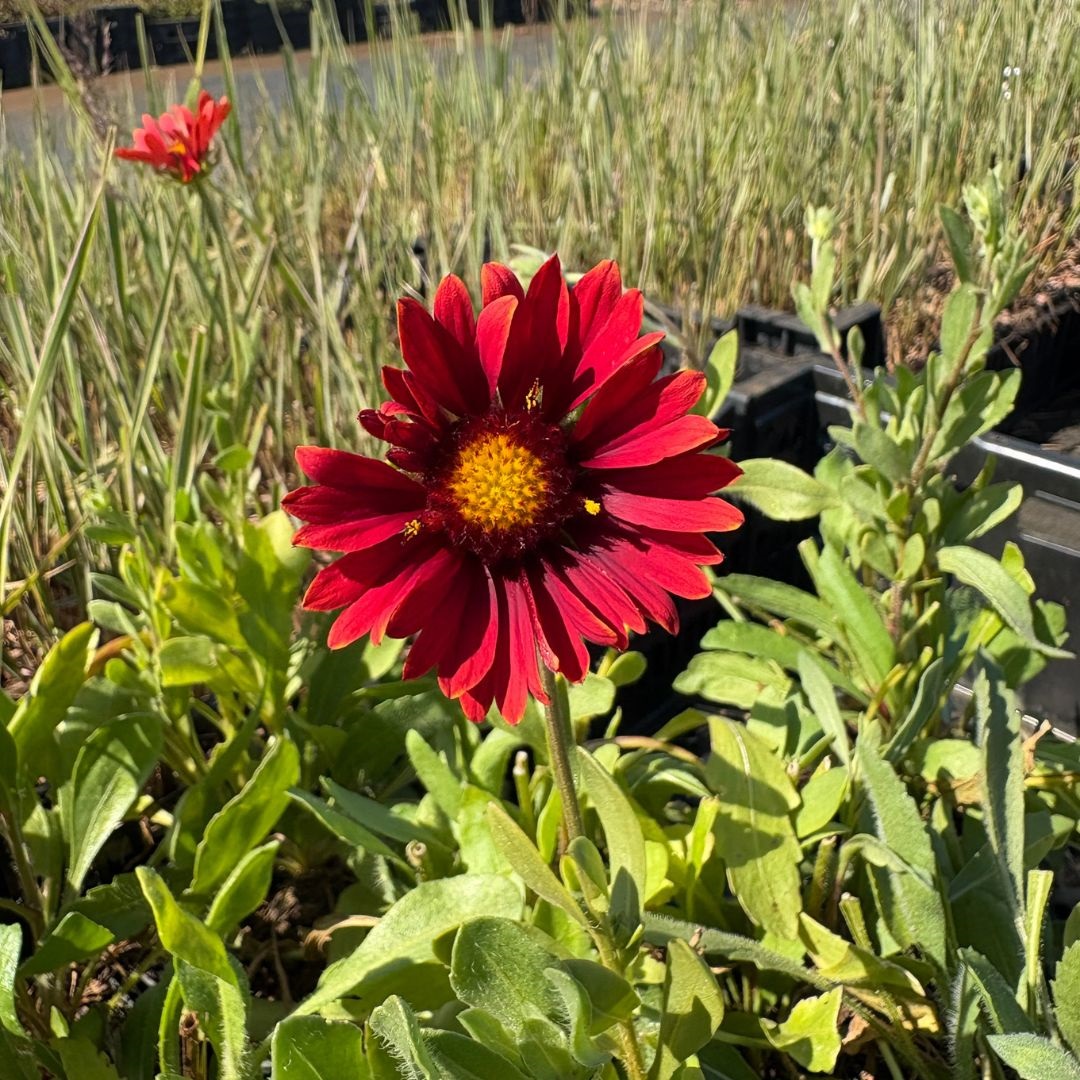 Gaillardia 'Burgunder' (Kokardebloem)