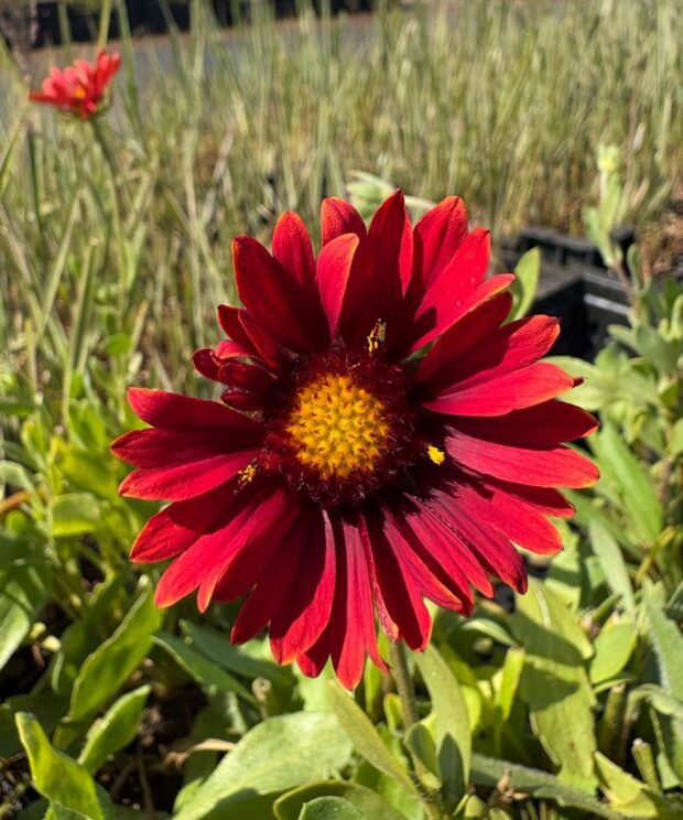 Gaillardia 'Burgunder' (Kokardebloem)