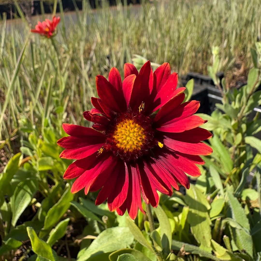 Gaillardia 'Burgunder' (Kokardebloem)