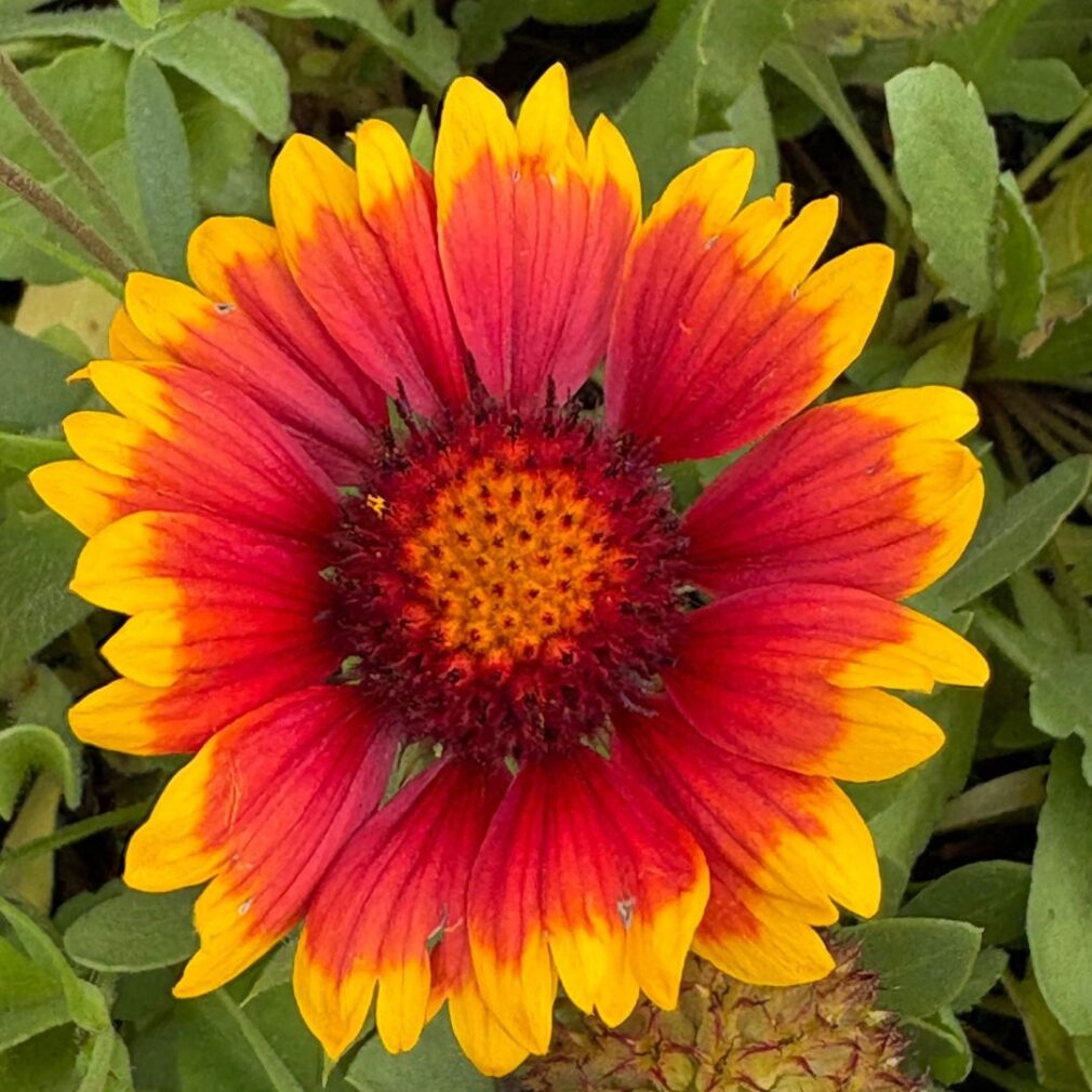 Gaillardia 'Kobold' (Kokardebloem)