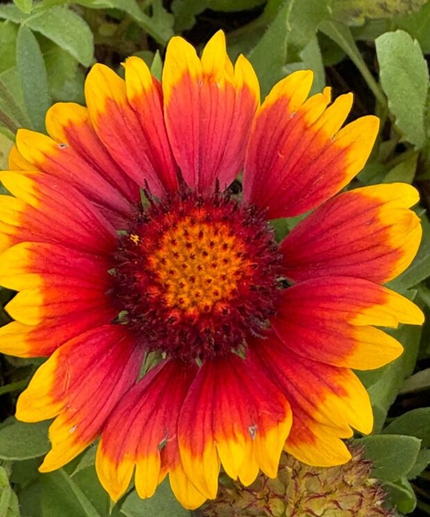 Gaillardia 'Kobold' (Kokardebloem)