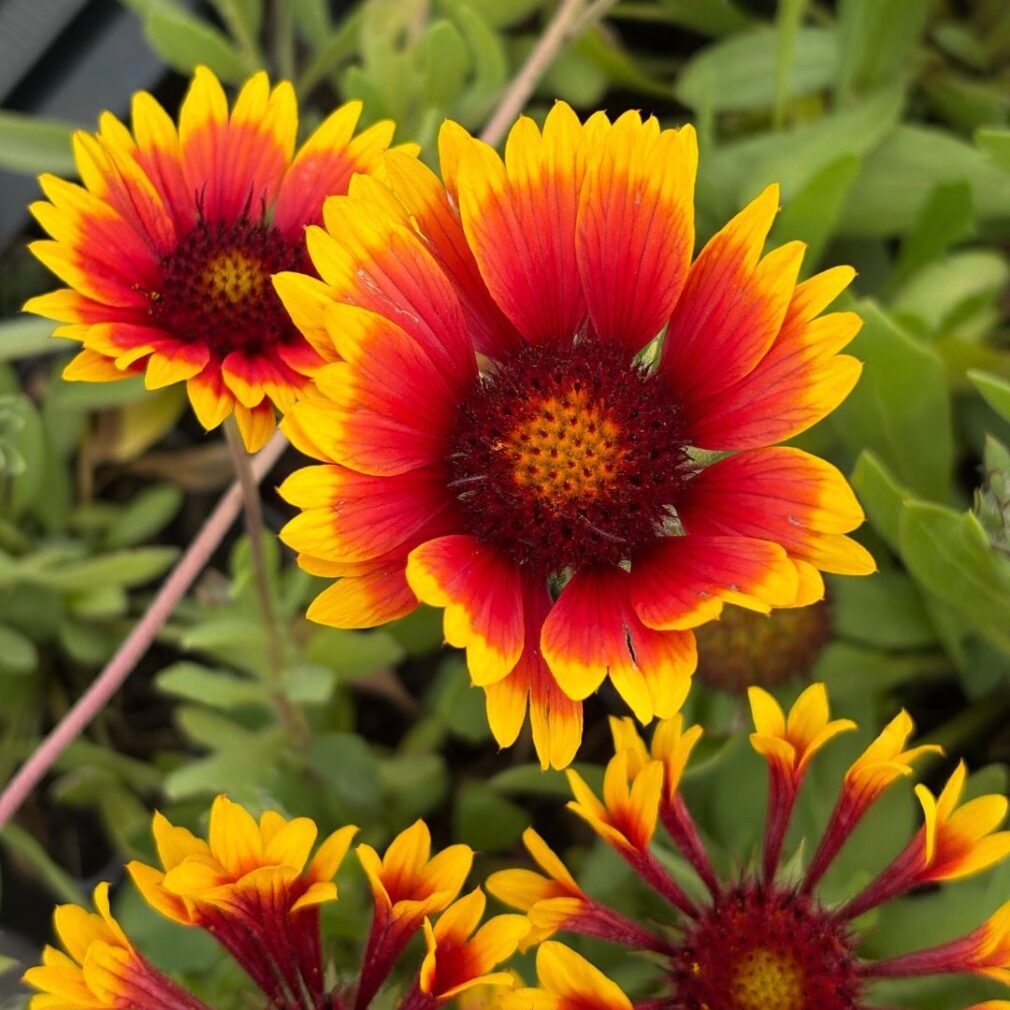 Gaillardia 'Kobold' (Kokardebloem)